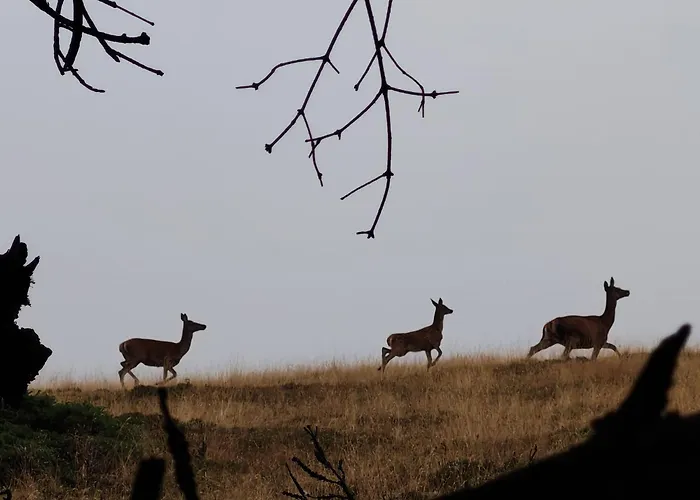 Semesterbostad Le Nid Du *