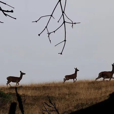 Nyaraló Le Nid Du *