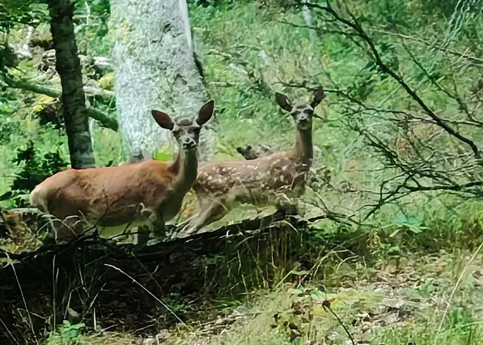 Le Nid Du Ferienhaus